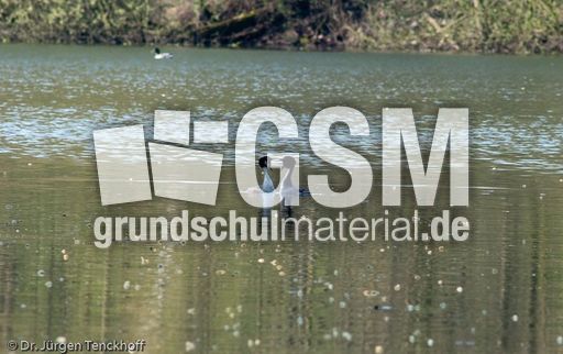 Haubentaucher (18 von 22).jpg